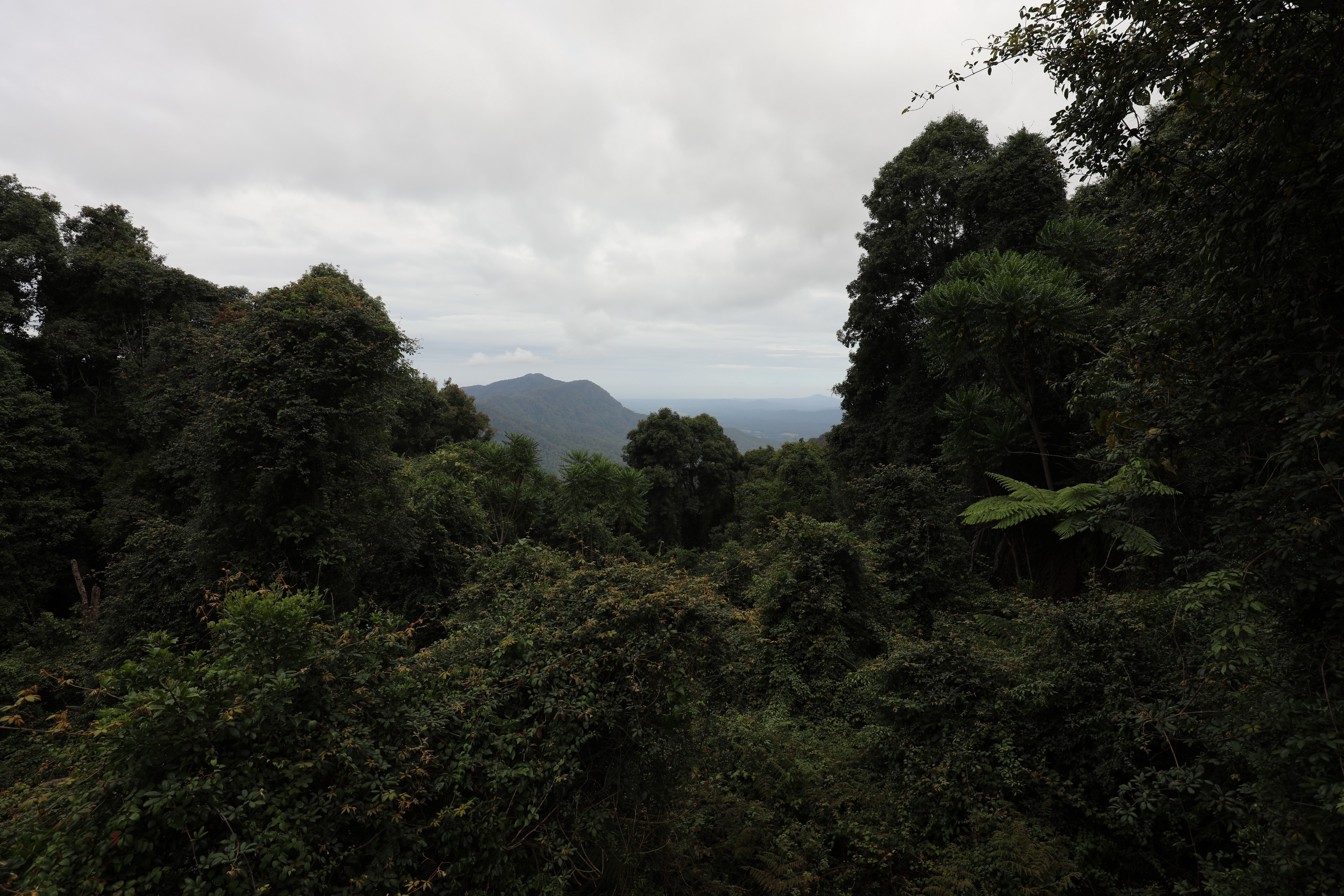 2020 01 14 16 32 00 Canon EOS 5D Mark IV 0026